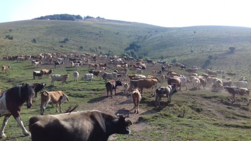 Udruga krški pašnjaci: Prioritet treba biti upis preostalog poljoprivrednog zemljišta u ARKOD