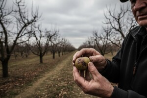 Hrvatsko voćarstvo dotaknulo dno
