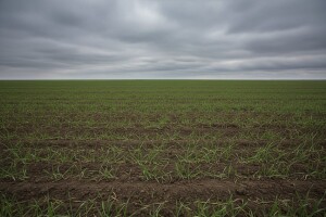 Hrvatskoj prijeti nestašica pšenice
