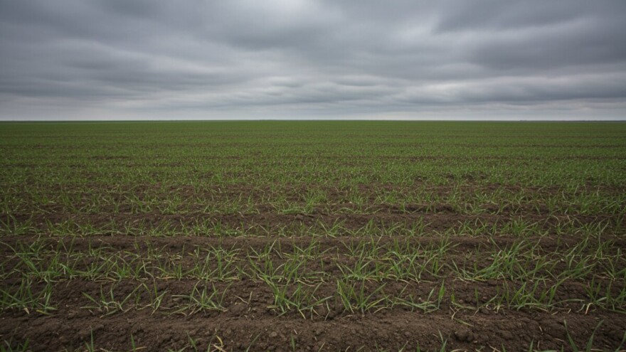 Hrvatskoj prijeti nestašica pšenice