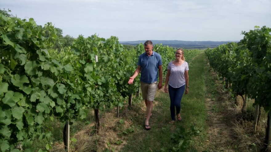 Hrvoje Pavlović: Turisti bi u mom vinogradu mogli brati grožđe i sudjelovati u procesu prerade