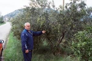 Mandarine, masline, turizam - budućnost Krvavca