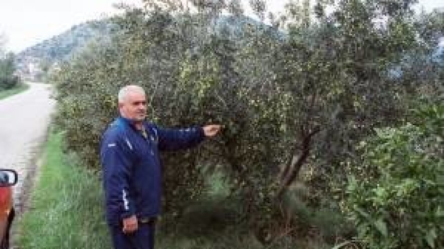 Mandarine, masline, turizam - budućnost Krvavca