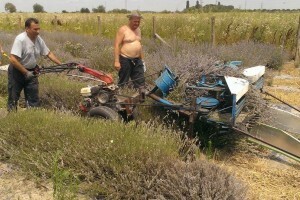 Purpurni cvjetovi i u ravnici obilno rode