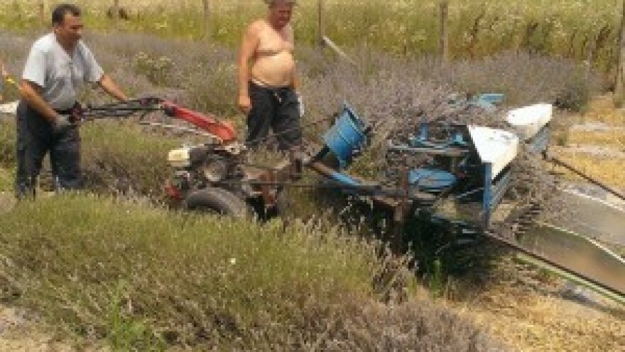 Purpurni cvjetovi i u ravnici obilno rode