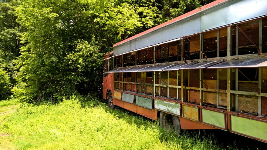 Pčelari Posavine: Pčelinja paša od amorfe došla  nam je kao božji dar!