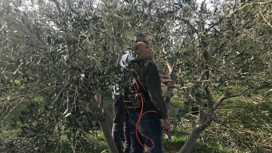 Humanost na djelu: Priskočili u pomoć i orezali maslinike oboljelim kolegama