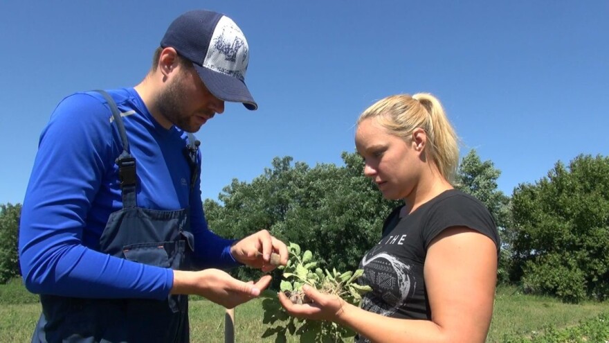 Plavi krumpir, šparoge i rajčica za Ines i Jana dobitna su kombinacija!
