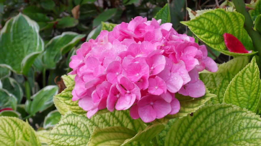 Za rezidbu hortenzija sačekajte proljeće