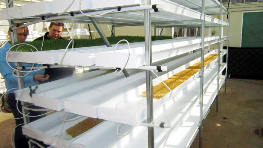 Kako hidroponski gajiti crni luk?