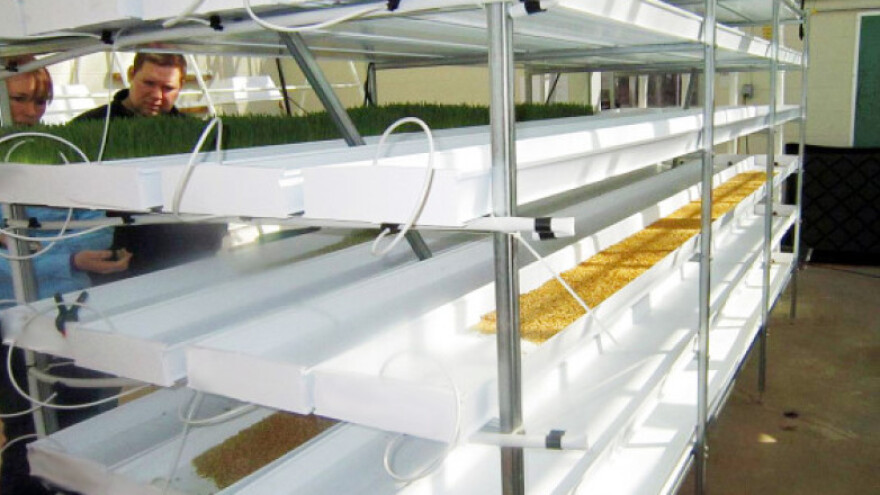 Kako hidroponski uzgajati crveni luk?