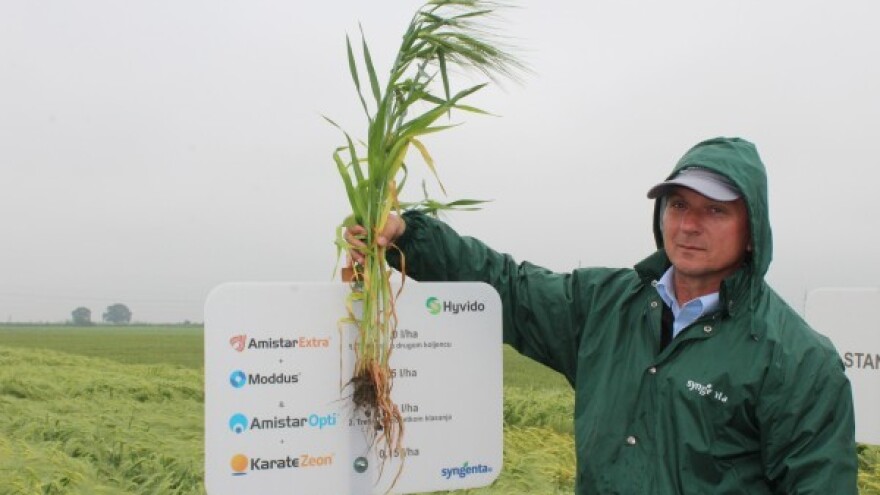 Prekretnica u proizvodnji hibridnog ječma