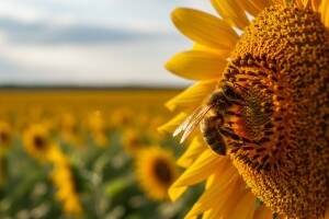 I dalje dvojna mišljenja o pesticidima - EFSA: Neonikotinoidi štete pčelama. EPA, PMRA: Ne štete kolonijama