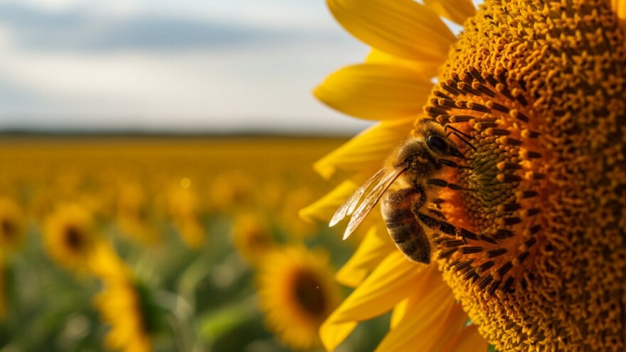 I dalje dvojna mišljenja o pesticidima - EFSA: Neonikotinoidi štete pčelama. EPA, PMRA: Ne štete kolonijama
