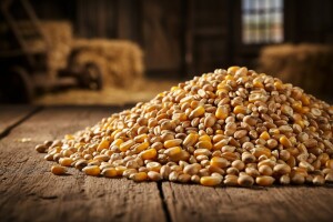 I dalje padaju cene kukuruza i soje