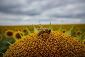 I Hrvatskoj prijeti masovni pomor pčela