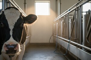 I krave se bune: pomicanje sata ukralo stotine litara mlijeka