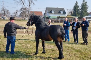 Održano licenciranje pastuha hrvatskog posavca - koja su najbolje ocijenjena grla?