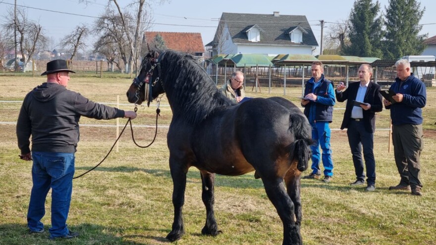 Održano licenciranje pastuha hrvatskog posavca - koja su najbolje ocijenjena grla?