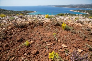 I pčelari ljuti zbog uništavanja bilja u Dalmaciji