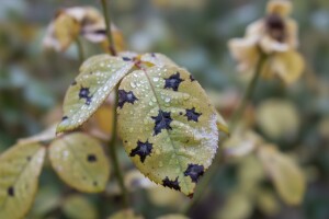I ruže napadaju bolesti