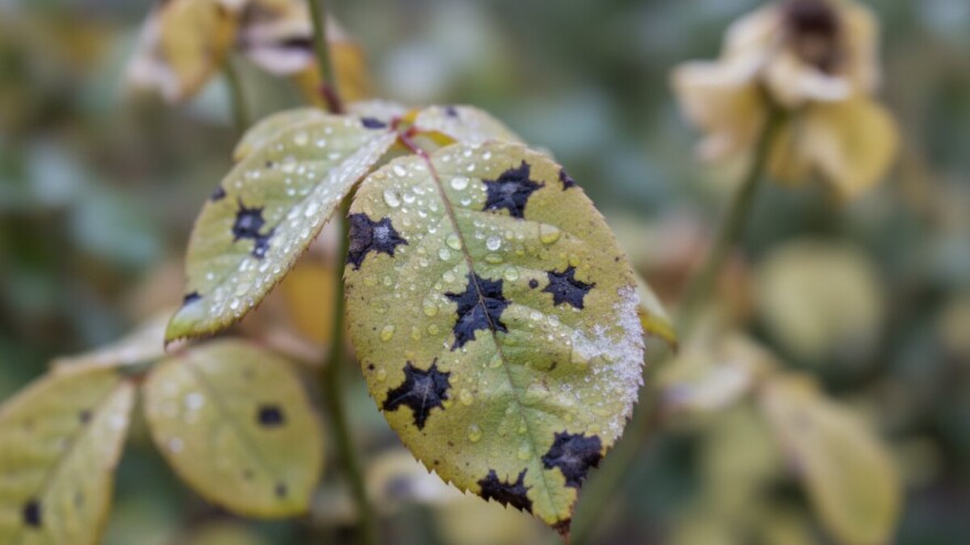 I ruže napadaju bolesti