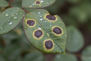 I ruže trebaju zaštitu od bolesti