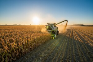 I sve više podravskih ratara proizvodi sirak