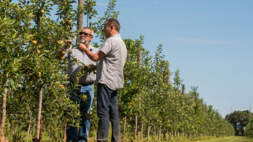 Primijenite kalcij prije razvoja gorkih pjega jabuka!
