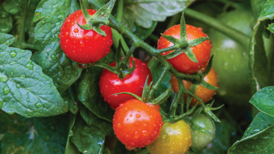 Agroleaf Power folijarna gnojiva za jače biljke!