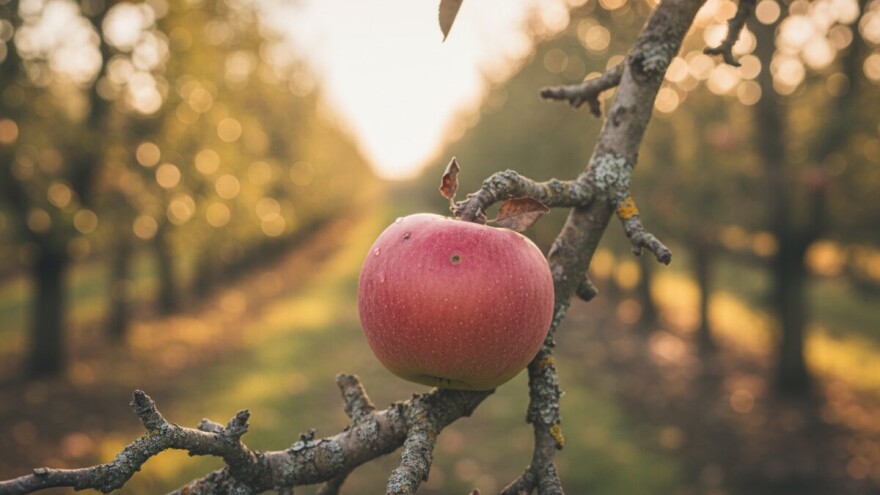 Idared - balkanska kraljica jabuka