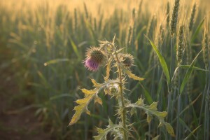 Idealno rešenje za zaštitu  žitarica od korova!