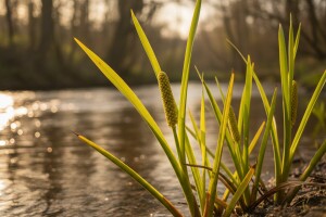 Iđirot - biljka za poboljšanje pamćenja