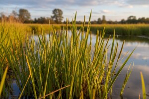 Iđirot - insekticid koji poboljšava pamćenje