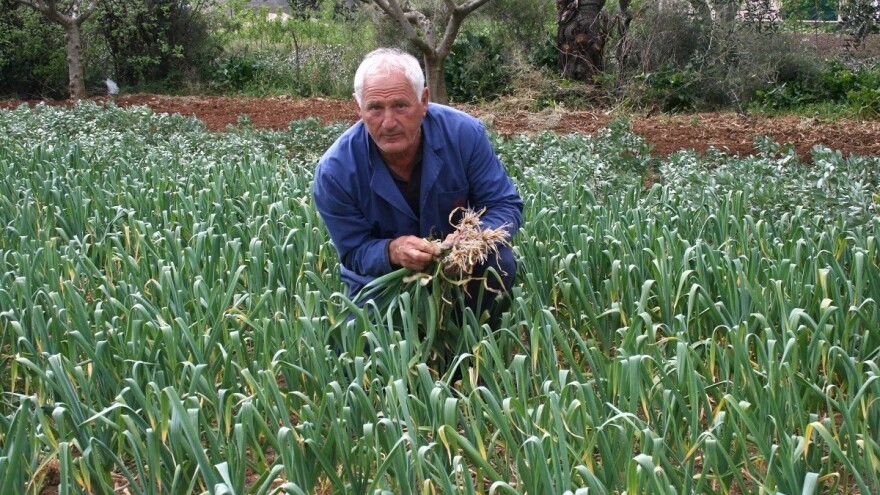 Uoči Uskrsa: Nikad veća potražnja za mladom kapulicom i češnjakom, a manja za janjetinom