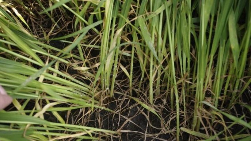 Zaštitite žitarice od lisnih bolesti