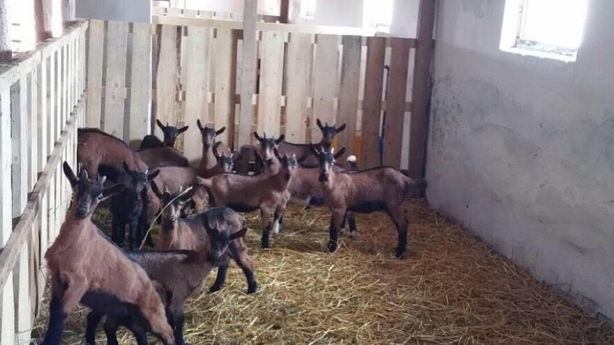 Ostao bez posla, pa se zajedno s porodicom okrenuo uzgoju koza