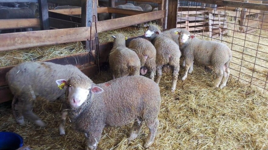 Mladi poljoprivrednici najistočnije županije ulažu u stočarstvo