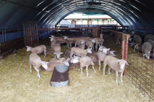 Traže ih i kupci iz Turske: Pet linija ženskih grla Il de France na OPG-u Saše Horvata