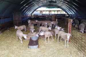 Traže ih i kupci iz Turske: Pet linija ženskih grla Il de France na OPG-u Saše Horvata