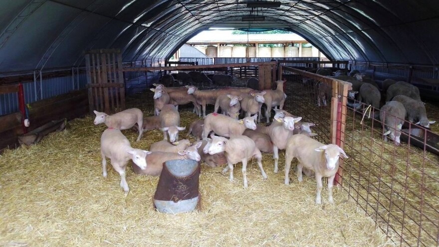 Traže ih i kupci iz Turske: Pet linija ženskih grla Il de France na OPG-u Saše Horvata