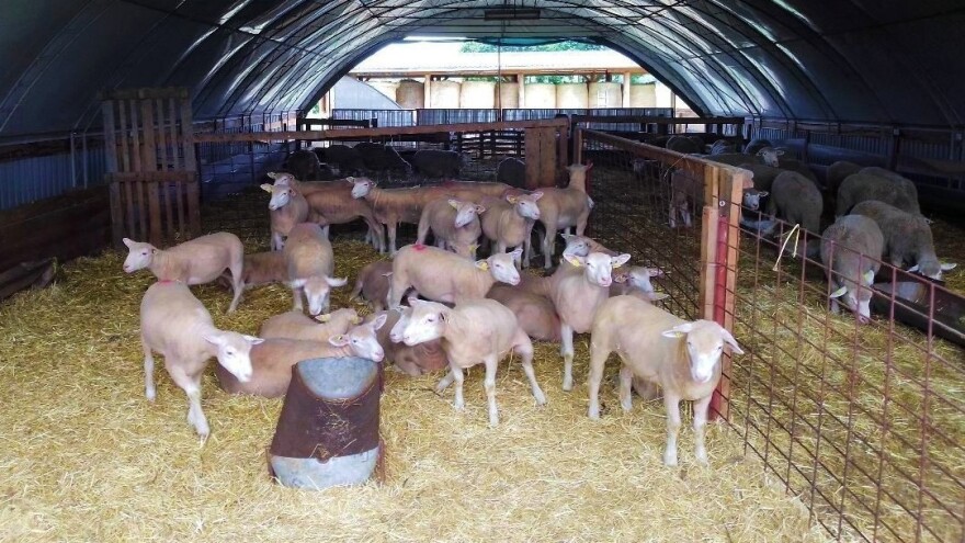 Stočari, još danas možete podnijeti zahtjev za potporu zbog covid mjera