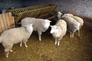 Kisač: Reproduktivna farma ovaca kao ostvarenje sna