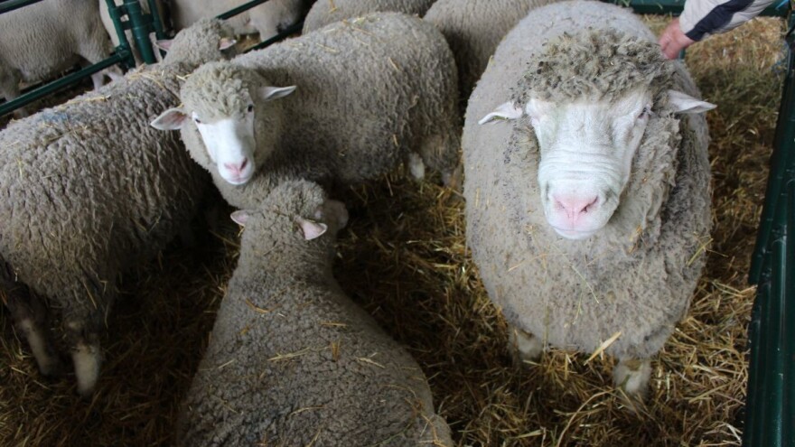 Kalmani na salašu tradicionalno uzgajaju il de frans