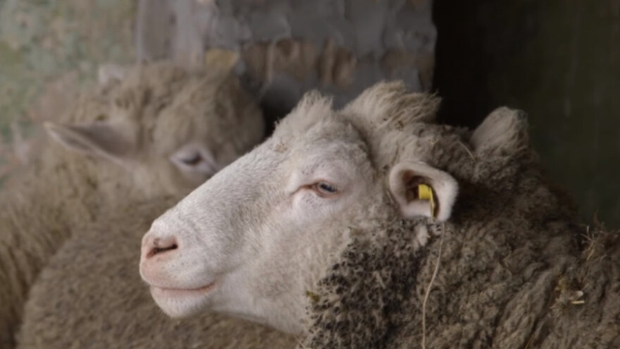 Uzgoj ovaca iz ljubavi