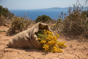 Ilegalna berba smilja u Dalmaciji?