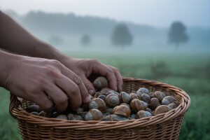 Ilegalno trgovanje puževima u Srbiji