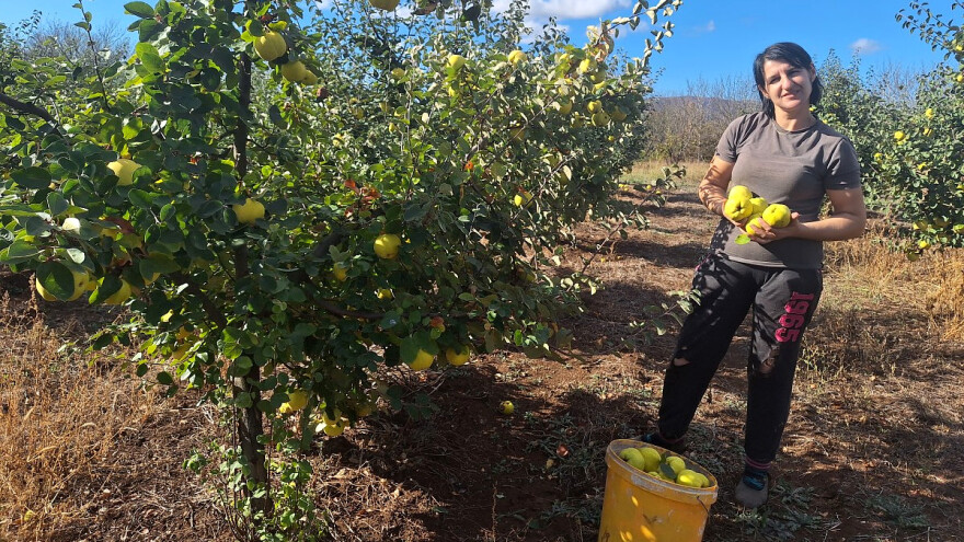 Najveći probirač zemljišta među voćkama. Koja je najbolja dunja za gajenje?