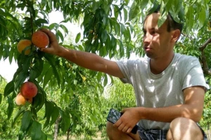 Ilija Stanković: Osigurati zasad od nepogoda je važna stavka u poljoprivredi
