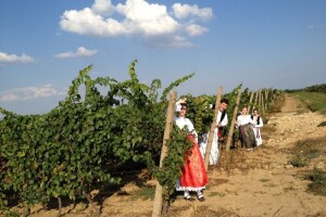 Tradicionalna 49. Iločka berba grožđa